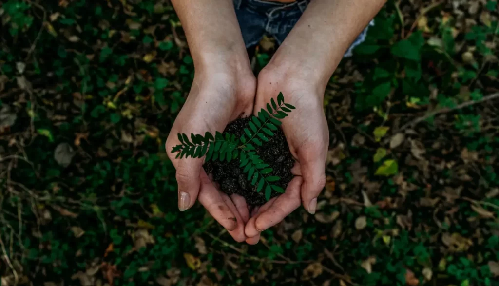 two-hands-holding-small-plant